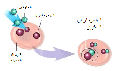 هل تحليل السكر التراكمي يحتاج صيام؟ الإجابة النهائية